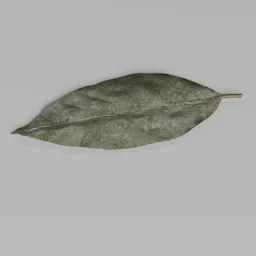 Bay Leaf