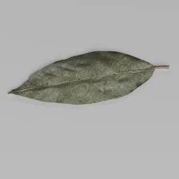 Bay Leaf