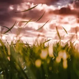 Windy Outdoor Country Grass Field