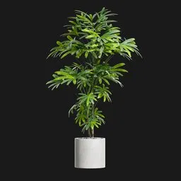 Potted Lady Palm Rhapis Excelsa