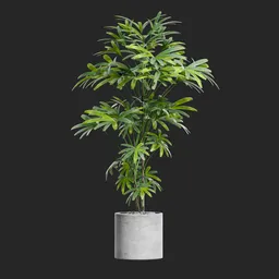 Potted Lady Palm Rhapis Excelsa