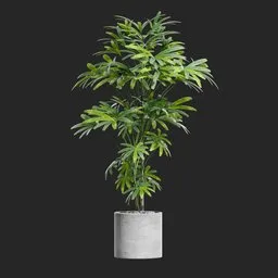 Potted Lady Palm Rhapis Excelsa