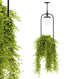 Hanging Lamp Plant