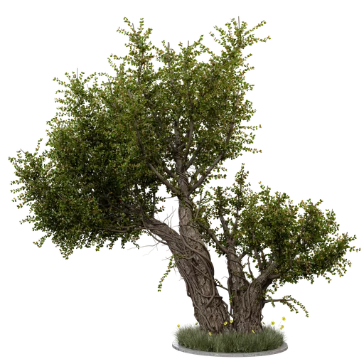 Detailed 3D model of an aged tree with realistic textures and foliage, crafted in Blender 3.6 using Cycles renderer.
