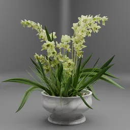 Cymbidium Orchid Flower Pot