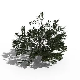 Shrub