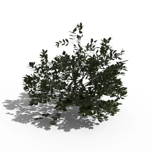 Shrub