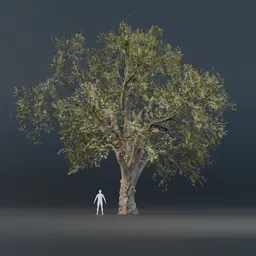 Oak Tree - Fully Grown (Spring)