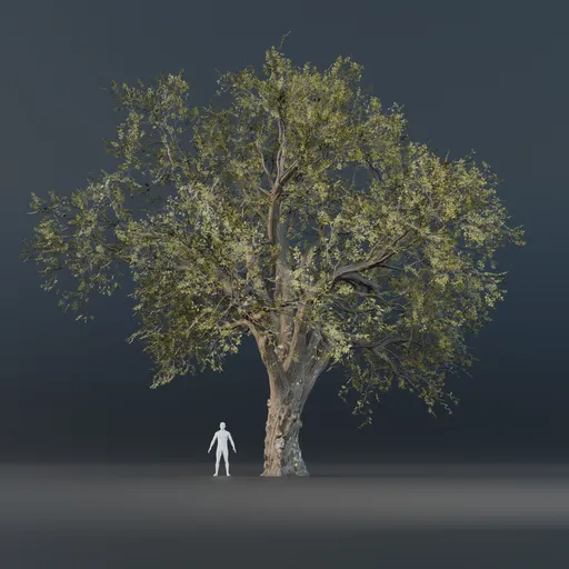 Oak Tree - Fully Grown (Spring)