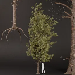 SJ-Boundless Pine Sentinel