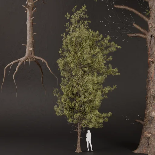 SJ-Boundless Pine Sentinel