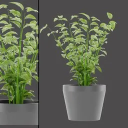 Variegated Flowering Planter