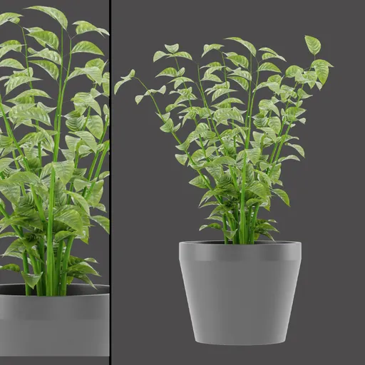 Variegated Flowering Planter