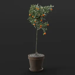 Mini Orange Tree