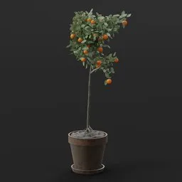 Mini Orange Tree