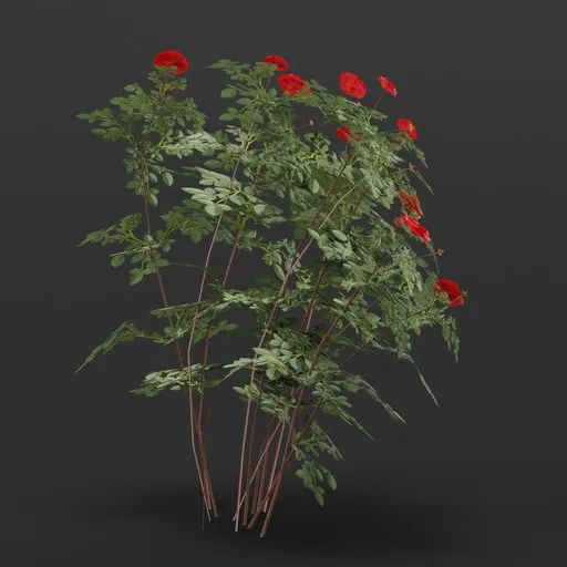 Realistic customizable 3D rose bush for virtual gardens, optimized for Blender and suitable for game asset or architectural visualization.