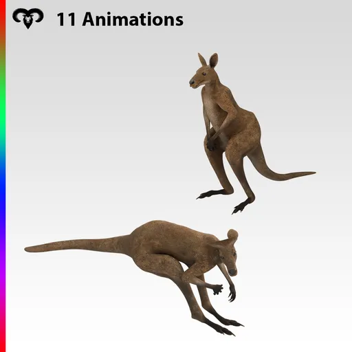 Male Kangaroo