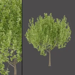 Realistic Garden Tree