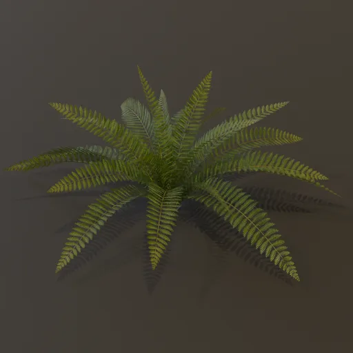 Wild Fern Large