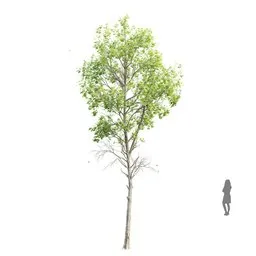 Highly detailed Fagus Sylvatica 3D model with 4K textures, suitable for Blender rendering projects.