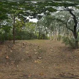 Overcast woods