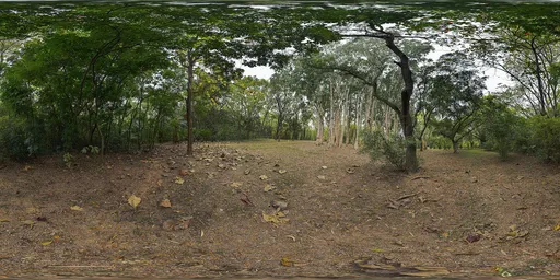 Overcast woods