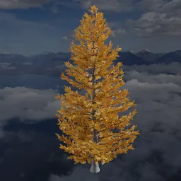 Yellow Larch Tree