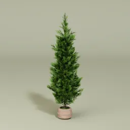 Cypress tree
