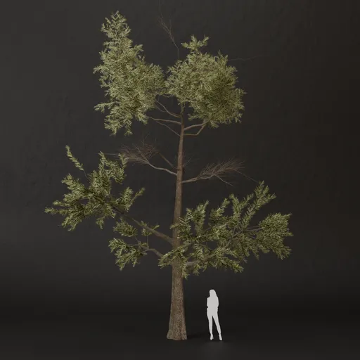 SJ-Verdant Rise Pine Tree