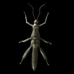 Realistic Bug
