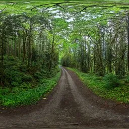Lush Forest Trees Road