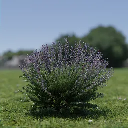 Highly detailed Blender 3D model of Nepeta Faassenii, perfect for nature scenes.