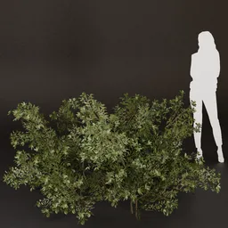 SJ-Early Autumn Leaves Bush