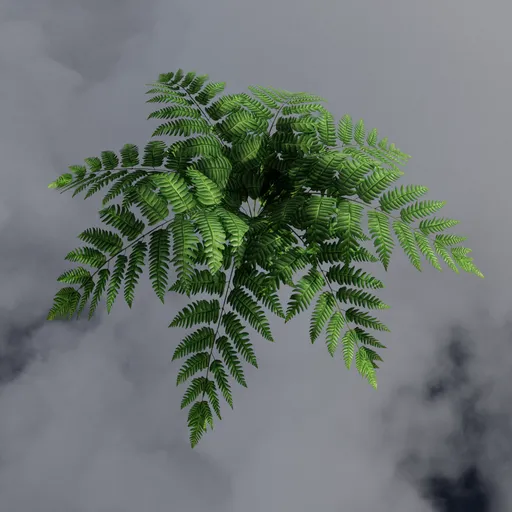 Green Forest Fern