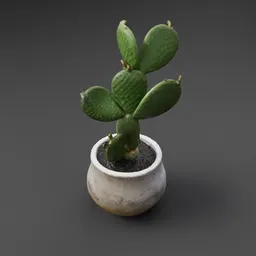 Potted Cactus