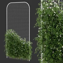 Fence Ivy Flowering Plant AQ