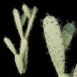 Realistic Cactus