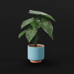 Elephant Ear Taro Young Potted