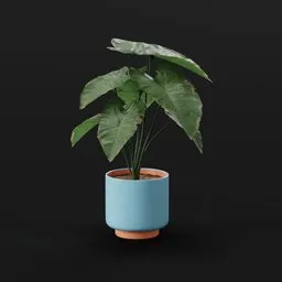 Elephant Ear Taro Young Potted