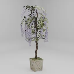 Wisteria Tree in Planter