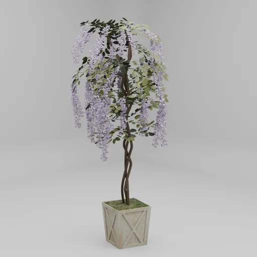 Wisteria Tree in Planter