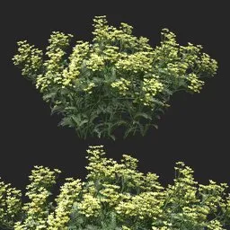 Golden Yellow Clustered Flowering Plant