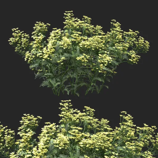 Golden Yellow Clustered Flowering Plant