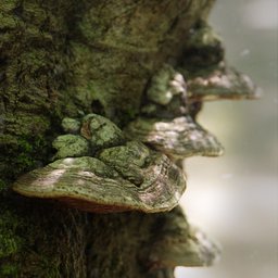 "High-quality 3D model of Tinder Fungus on a Tree Stump for Blender 3D with 8K textures and multi-resolution modifier for different LODs. Photoscanned and retopologized with quads, suitable for medium close-up renders. Compatible with Octane Render, Redshift Render, and Pixiv."