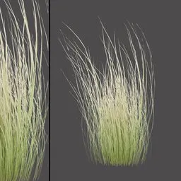 Windblown Dry Grass