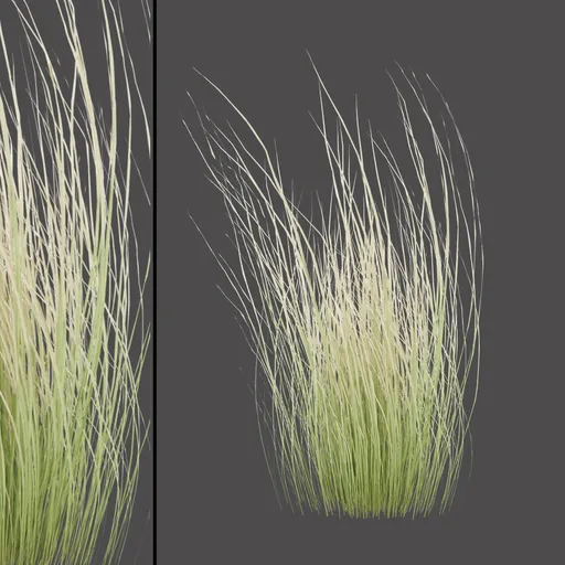 Windblown Dry Grass