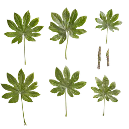 Fatsia japonica Leaf