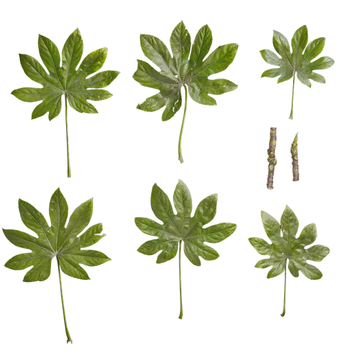 Fatsia japonica Leaf