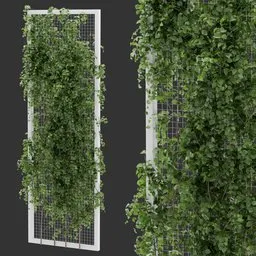 Fence Ivy Plant