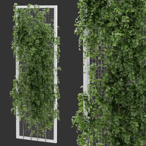 Fence Ivy Plant